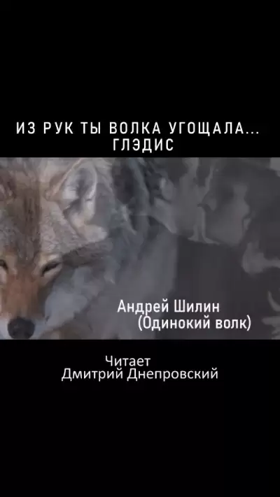 Из рук ты Волка угощала... Глэдис - Андрей Шилин