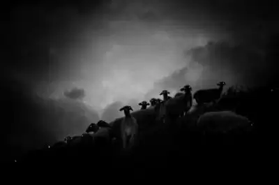 Пастырь добрый - Марианна Ли